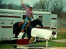 Roping White Steer